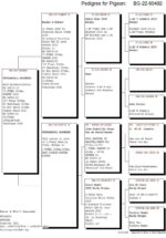 PRUEBA Final Race 510km - Imagen 2