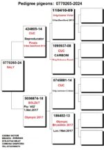 5º Final Race 510km - Imagen 2